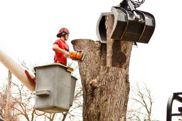 How Our Tree Care Process Works  in  Flat Rock, NC